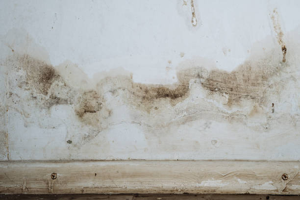 Best Basement Mold Removal  in Salisbury, MO